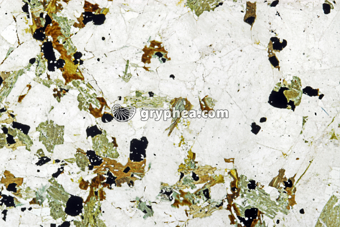 Granodiorite (Glen Doll, Ecosse) LPNA x4 - gryphea.org